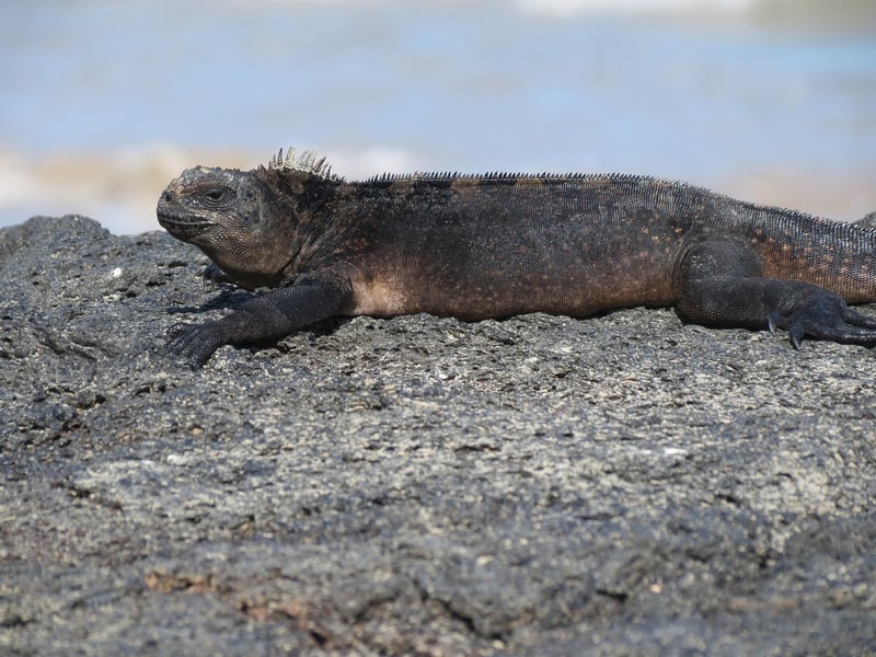 Galápagos Islands